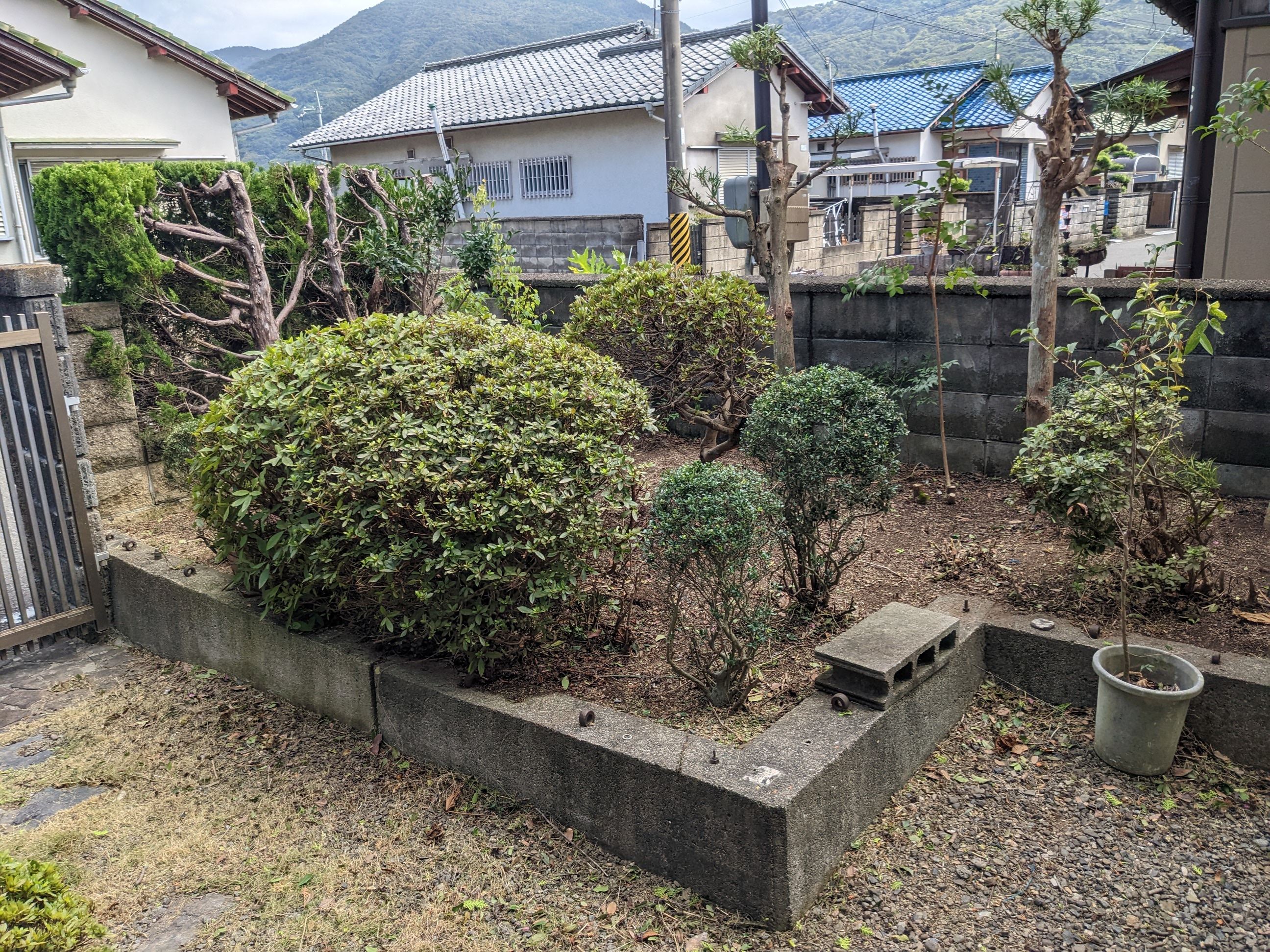 和歌山県紀の川市 剪定16本、刈込み13m、草刈り50㎡ アオキ、ヒイラギ、ナンテン、キンモクセイ、ゴールドクレスト、ツツジ、マキ、カイヅカイブキ、イチヂク、サルスベリ 令和4年 9月17日、20 日