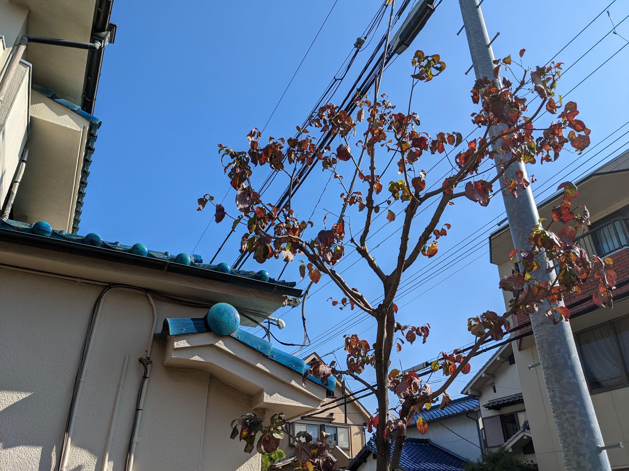 大阪府岸和田市 剪定、消毒 ハナミズキ 令和4年 11月12日