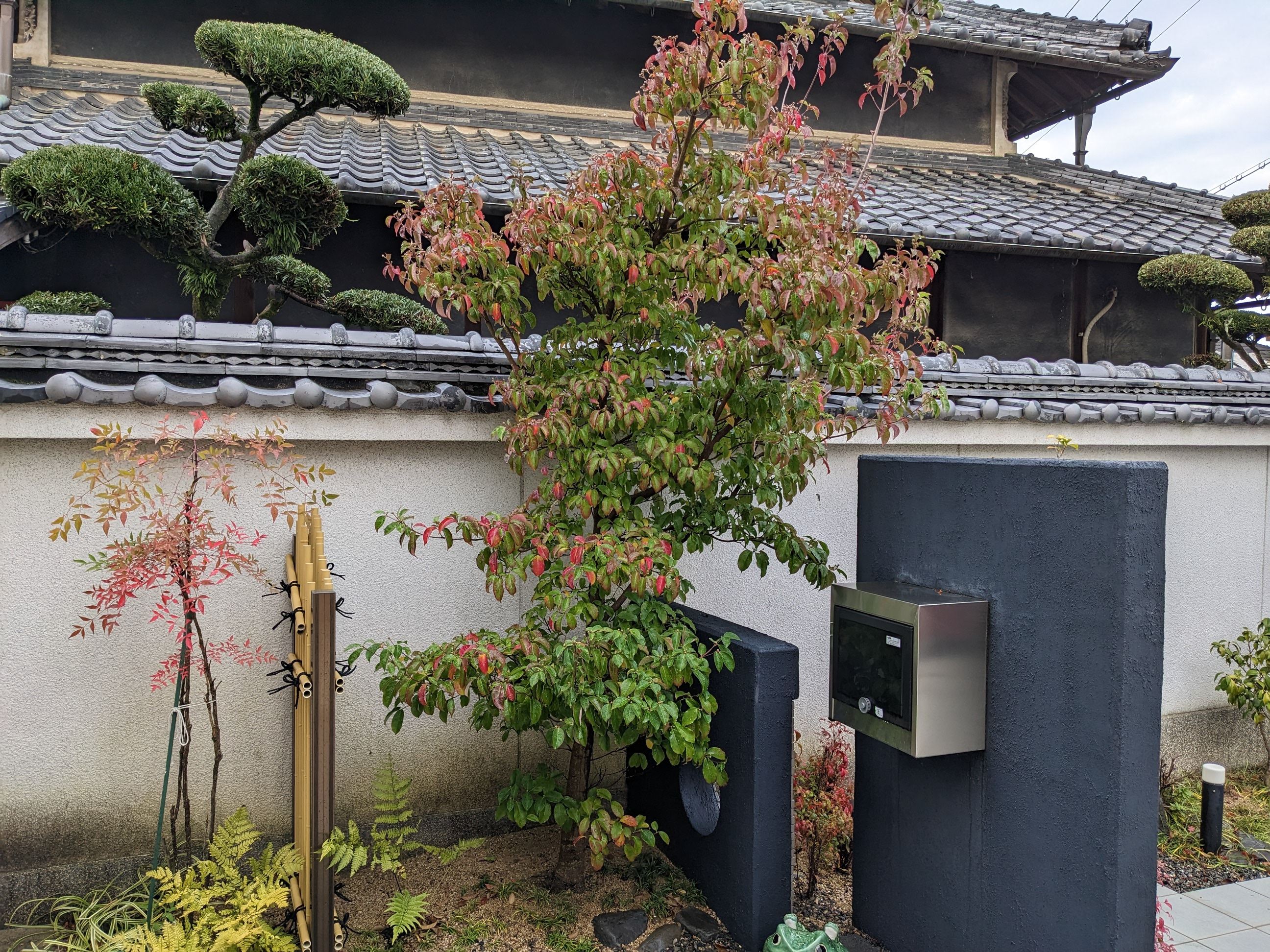 大阪府阪南市 カエデ、ヤマボウシ