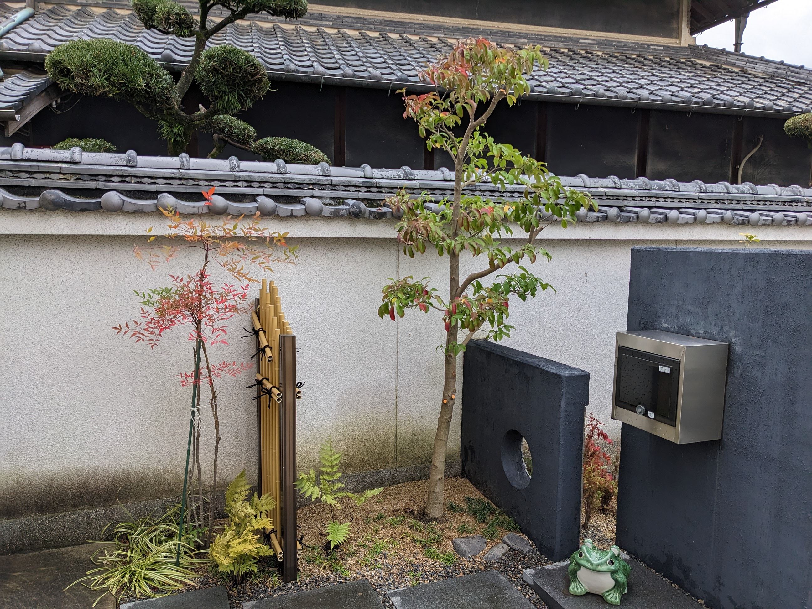 大阪府阪南市 カエデ、ヤマボウシ