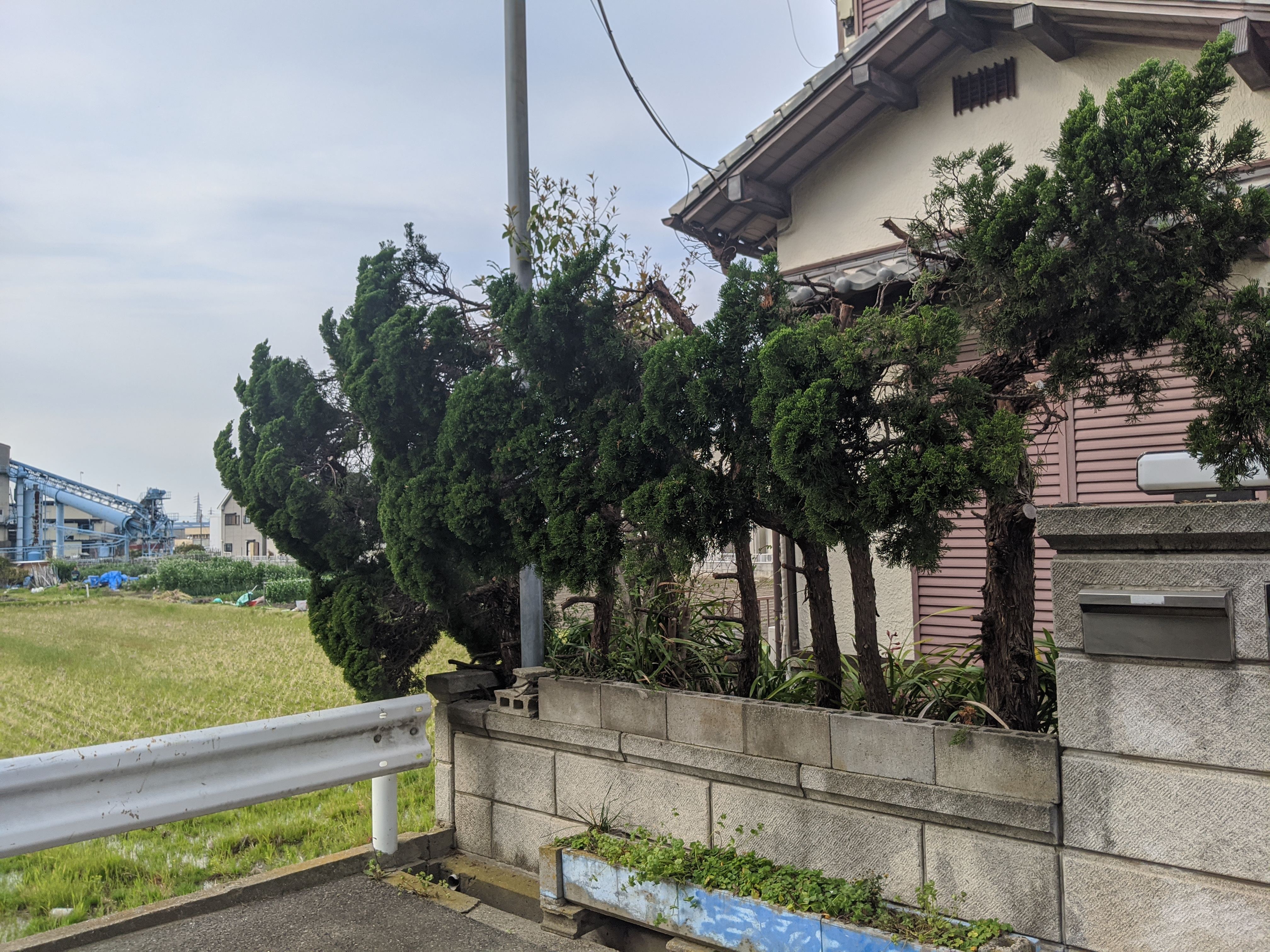 大阪府岸和田市 カイヅカイブキ切り戻し