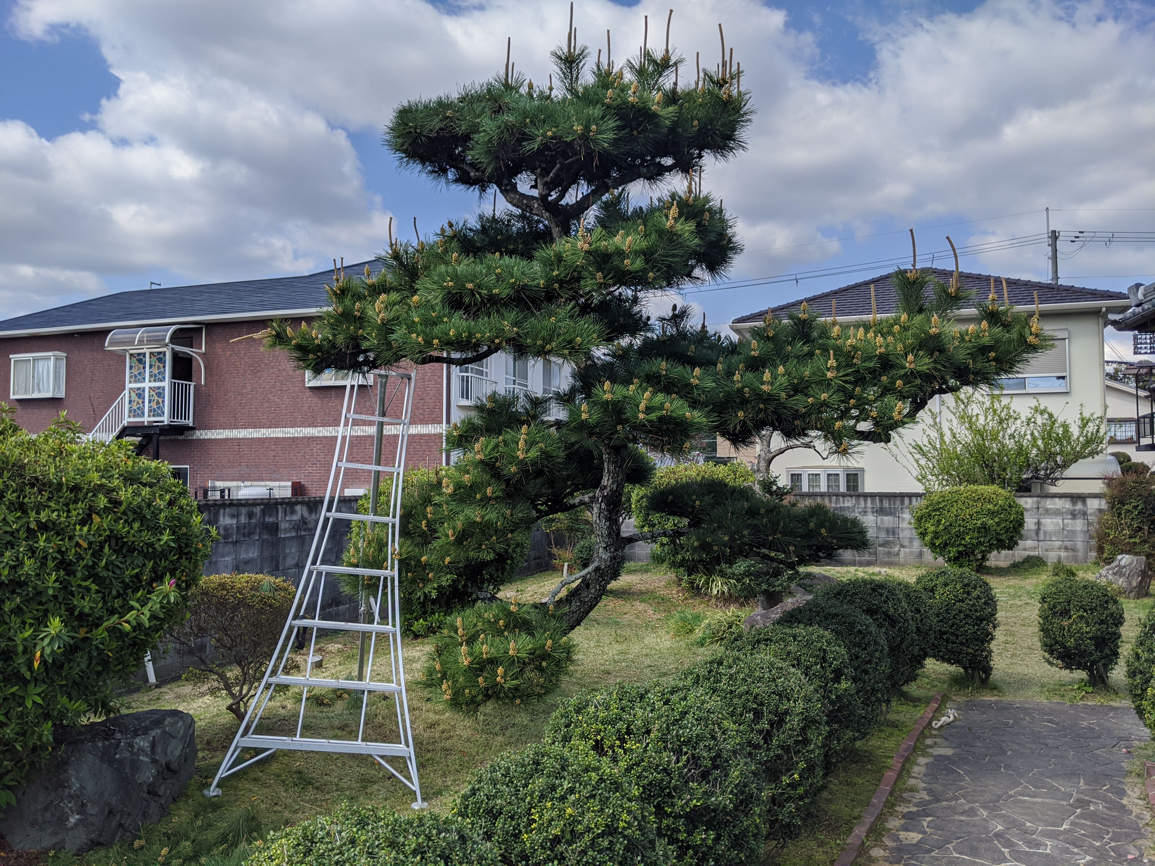 奈良県橿原市 松、金木犀、マキ 剪定