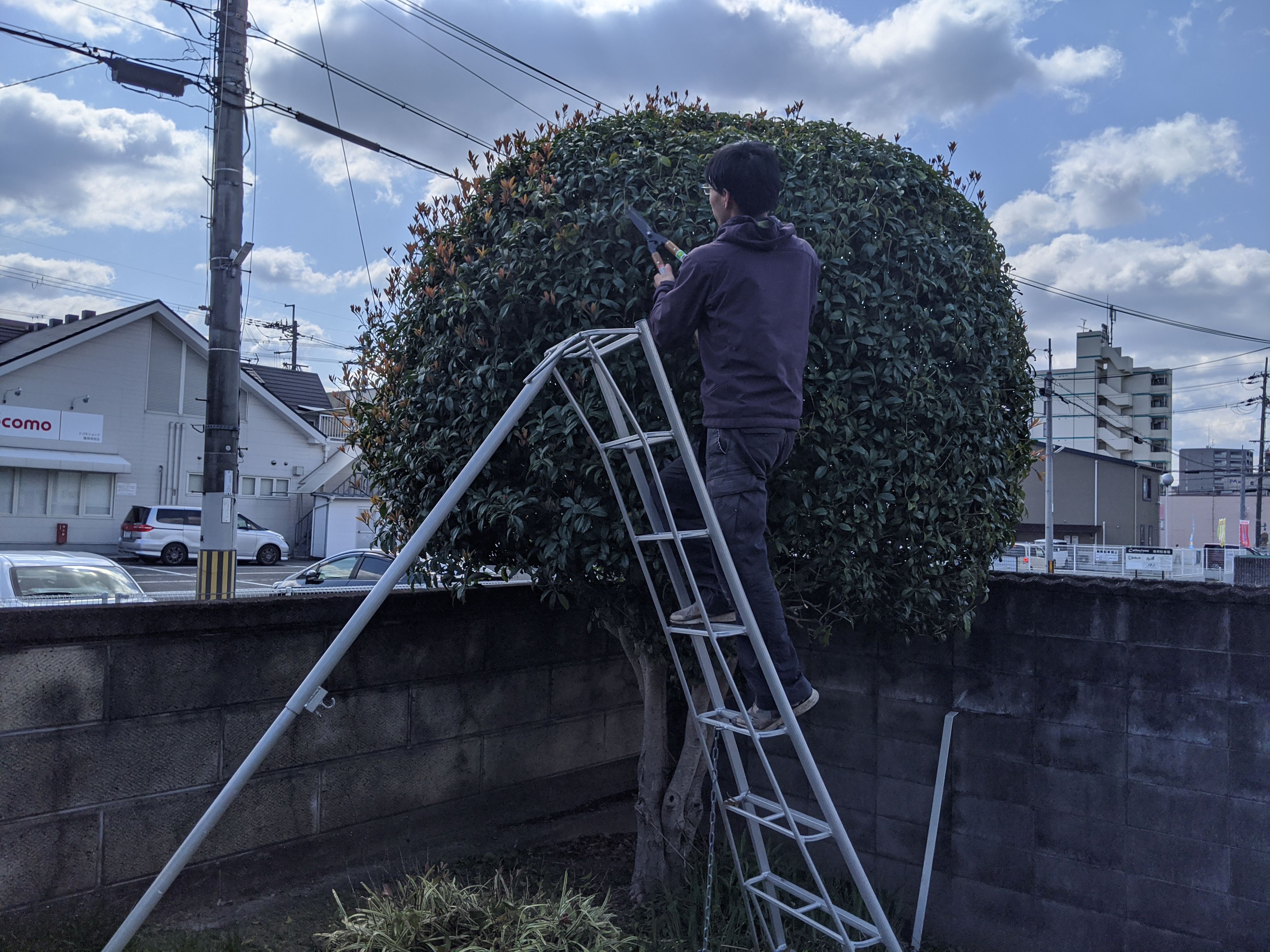 奈良県橿原市 松、金木犀、マキ 剪定