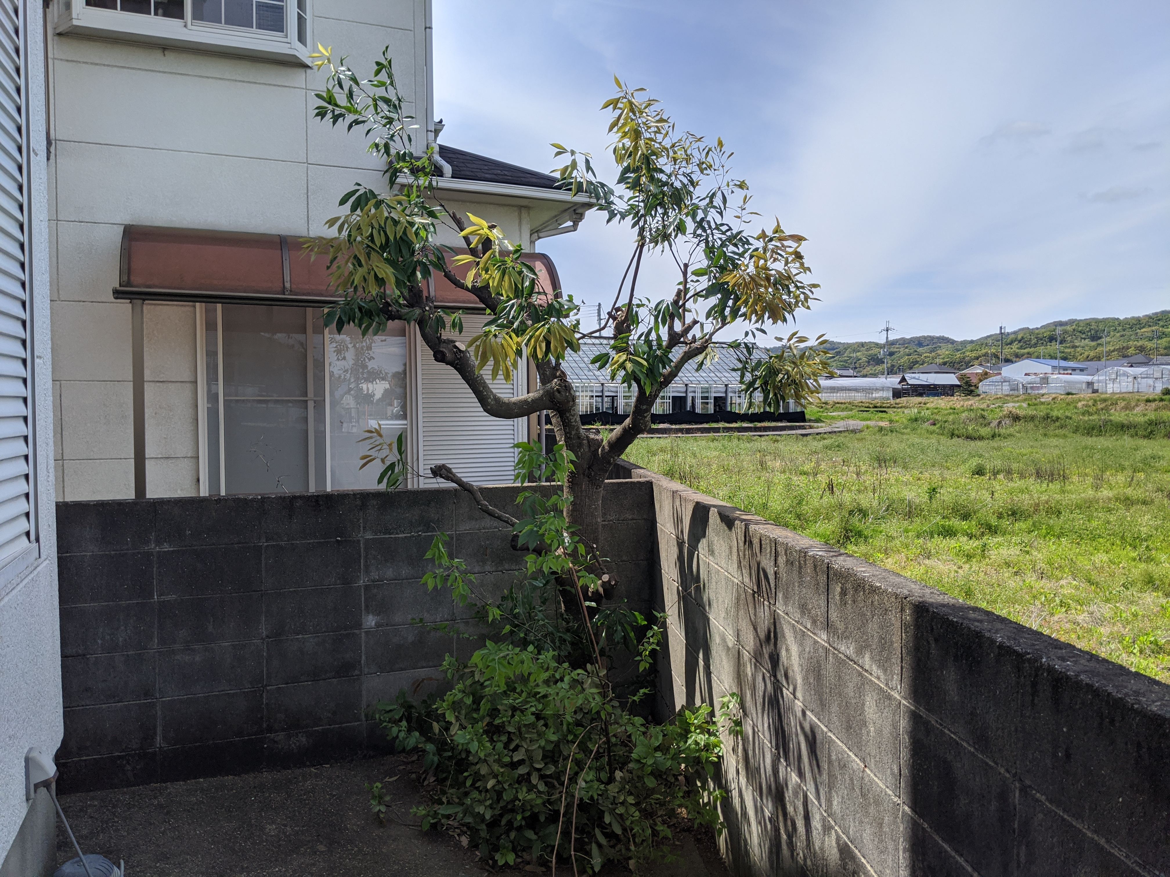 和歌山県紀の川市 カシ 剪定