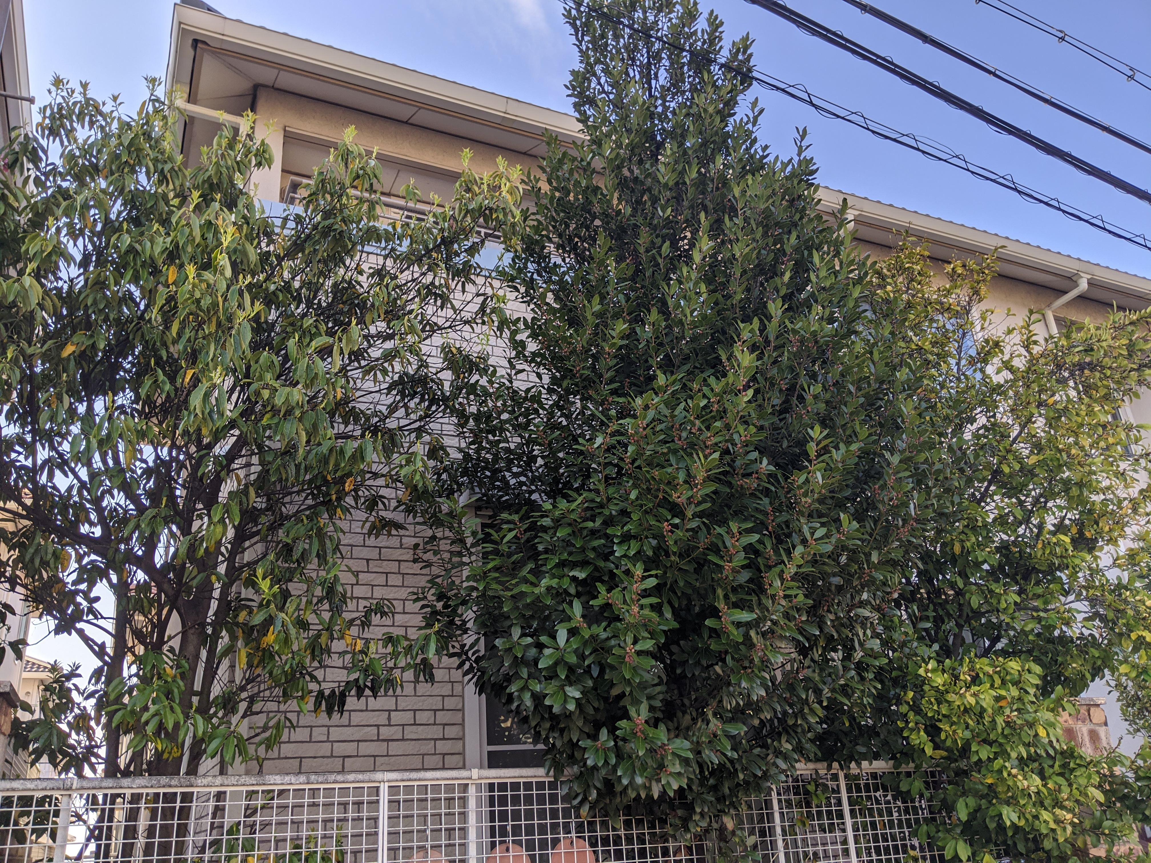  大阪府泉南群 植木3本 伐採