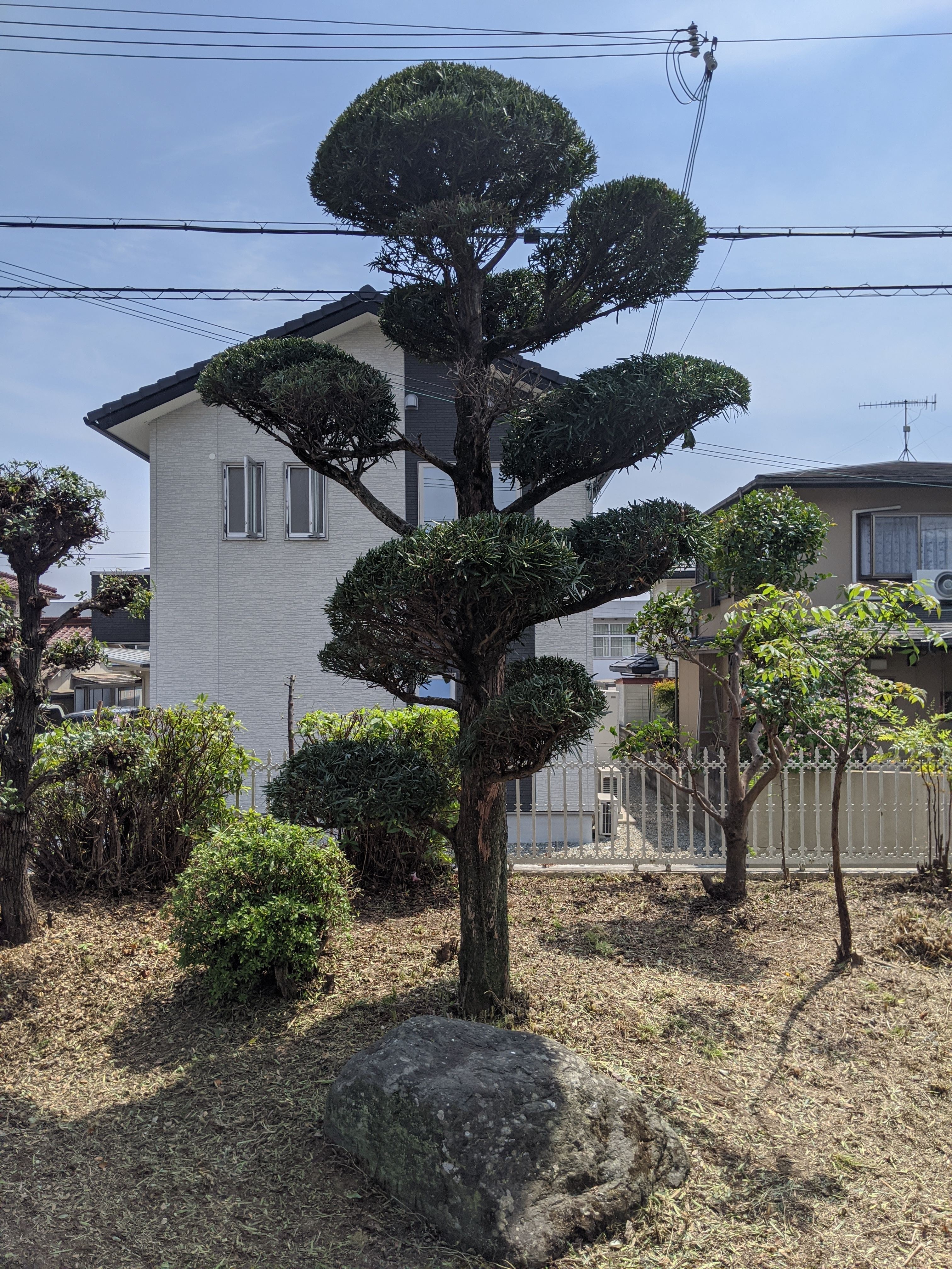 和歌山県和歌山市 お庭 草刈り、剪定