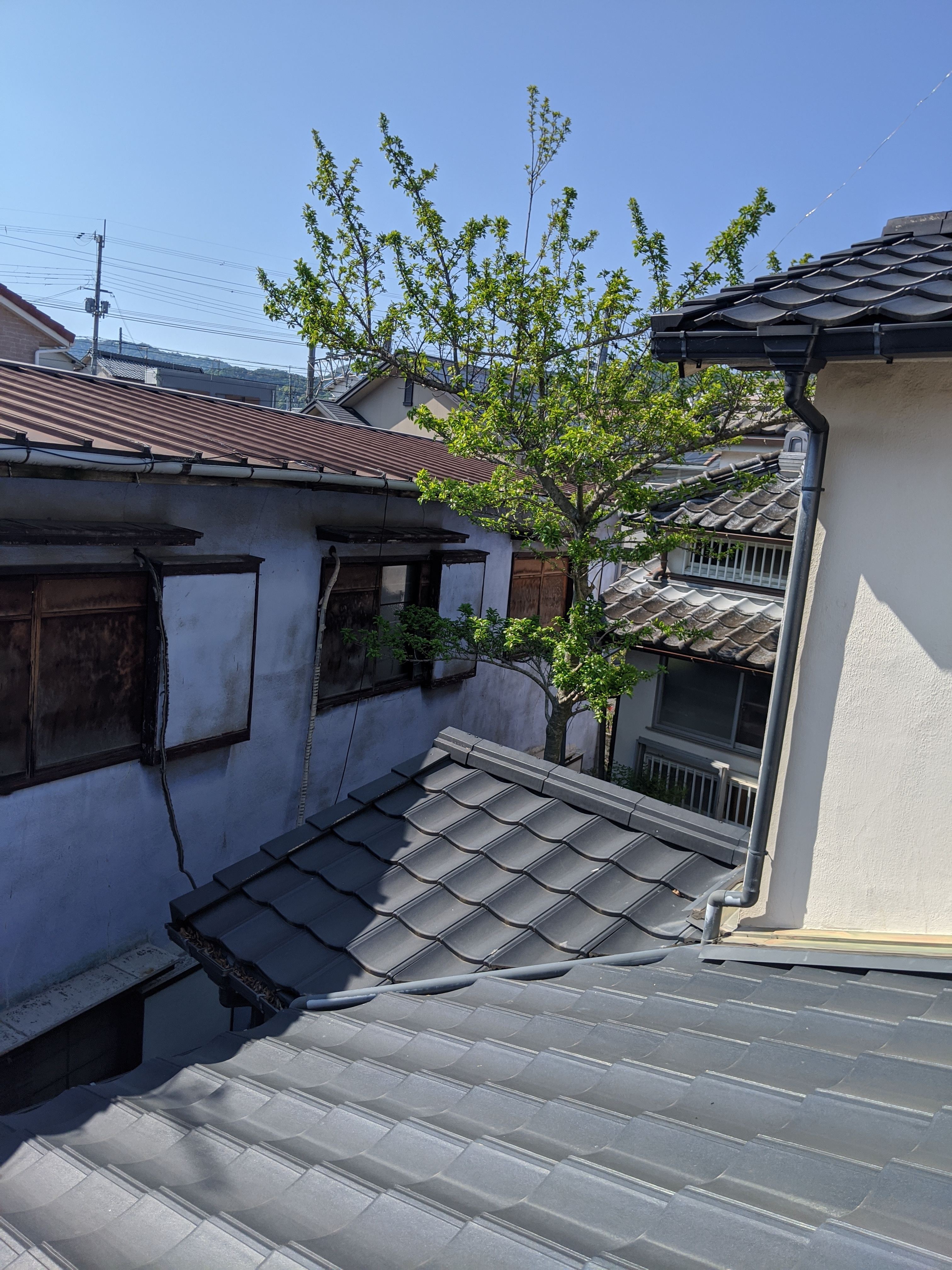 和歌山県和歌山市 雑木7ｍ 伐採