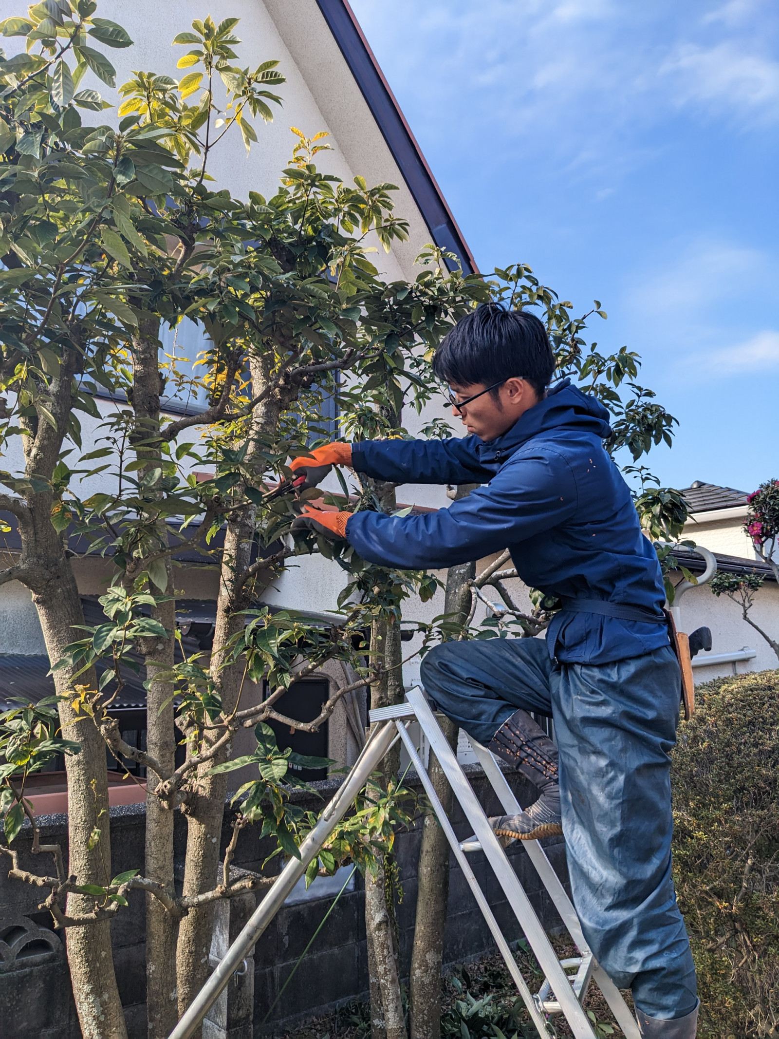 秀峰 剪定作業