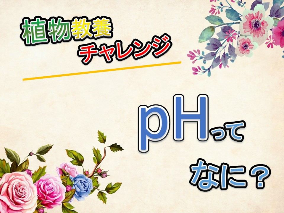 pHってなに？